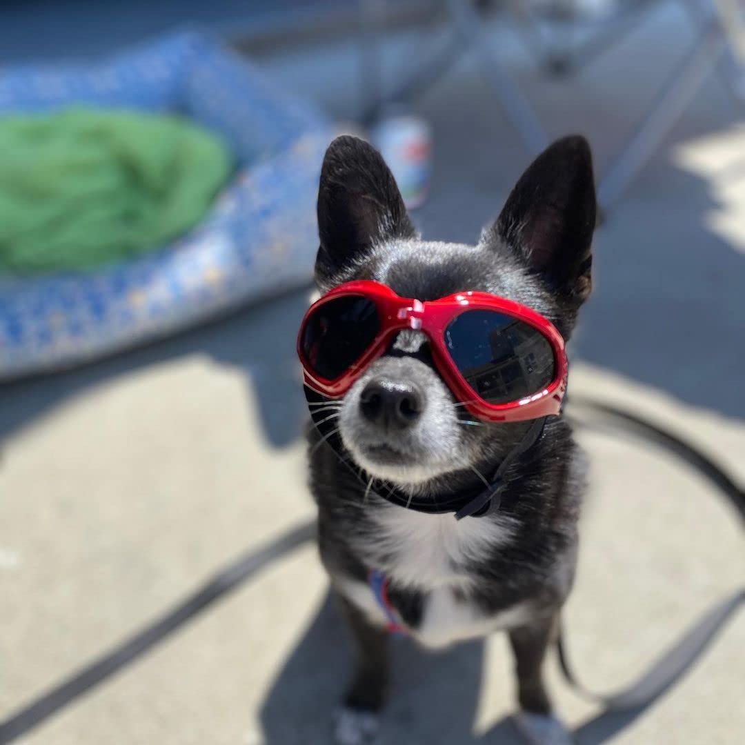 Small Dog Goggles Sun' UV Protection Puppy Goggles Windproof Small Pet view 4