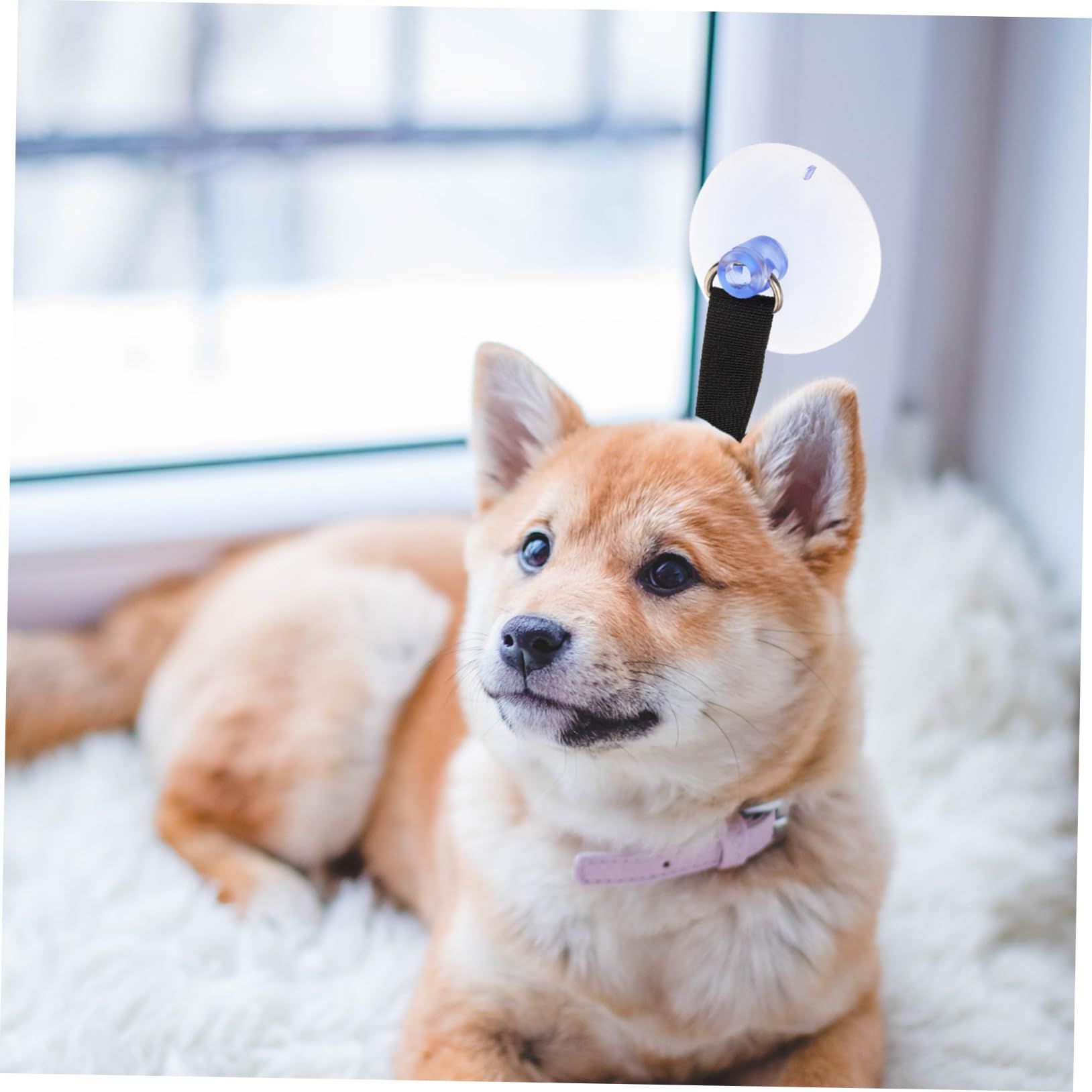 Pet Grooming Collar Pet Dog Cat Bath Grooming Rope with Suction Cup view 2