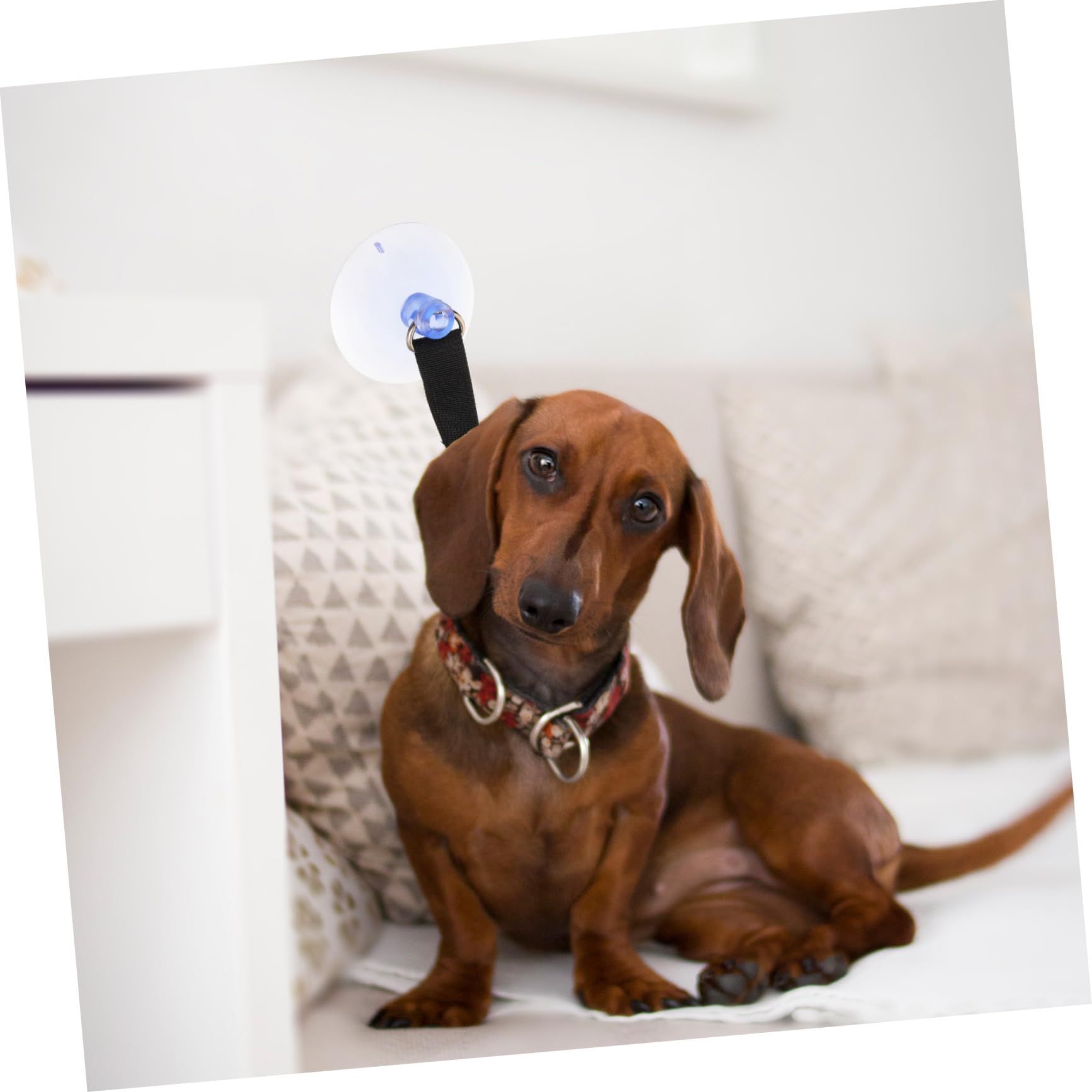 Pet Grooming Collar Pet Dog Cat Bath Grooming Rope with Suction Cup view 3