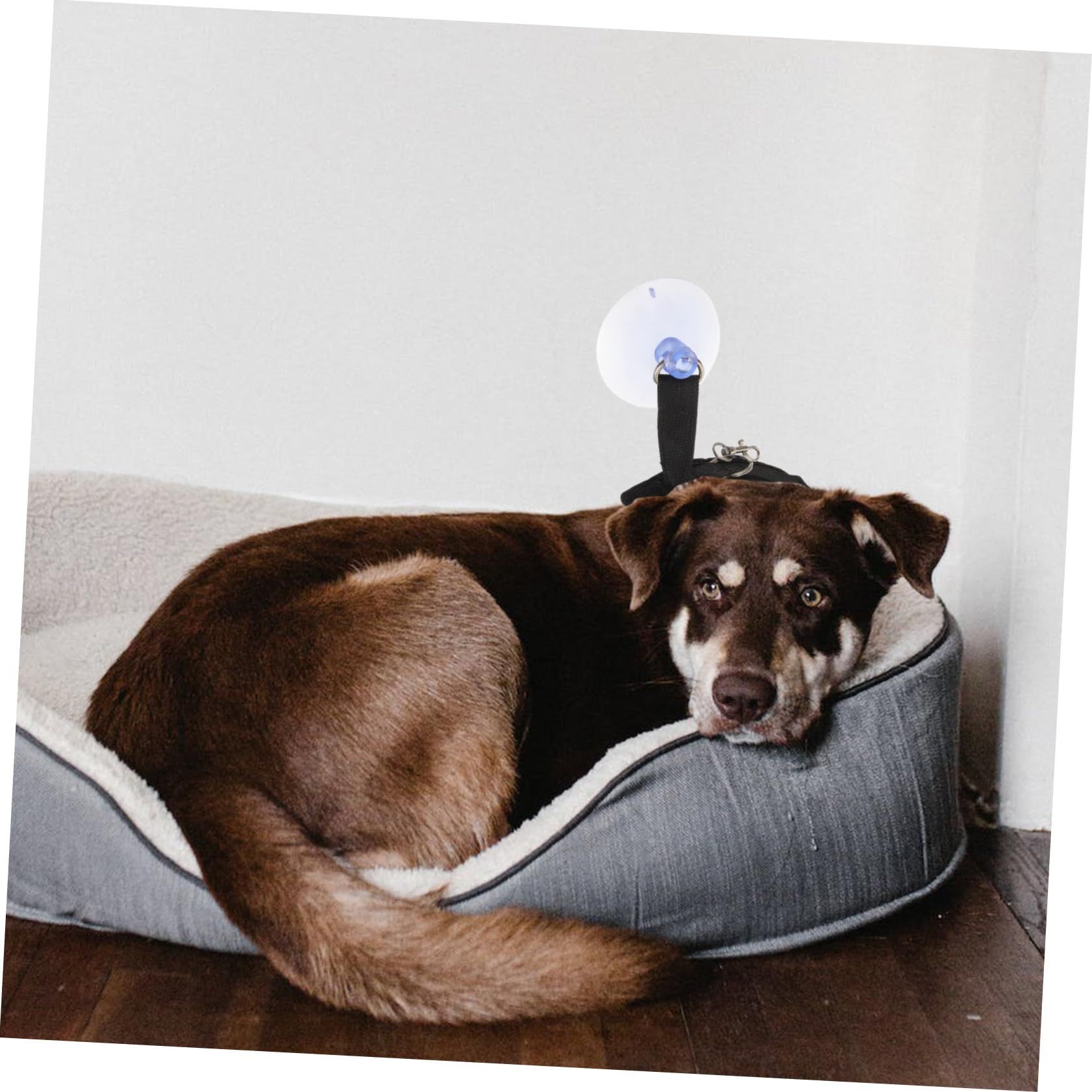 Pet Grooming Collar Pet Dog Cat Bath Grooming Rope with Suction Cup view 5
