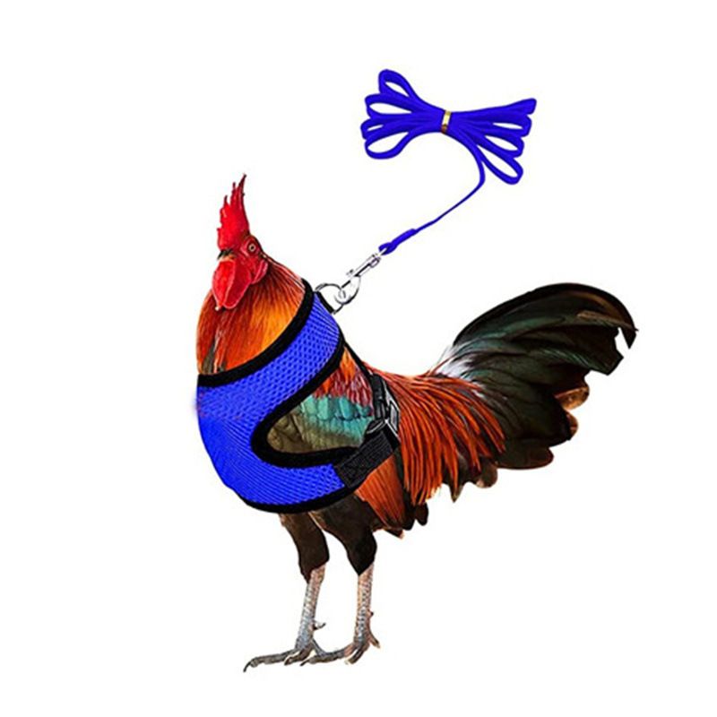 Chicken Harness with Leash