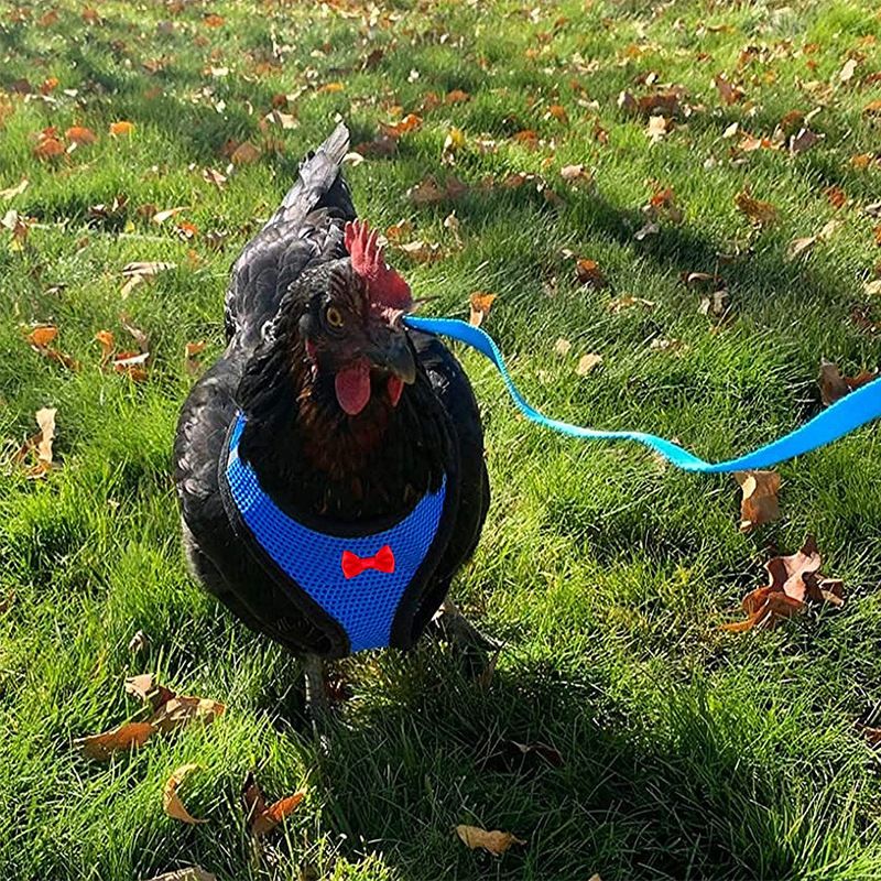 Chicken Harness with Leash view 2