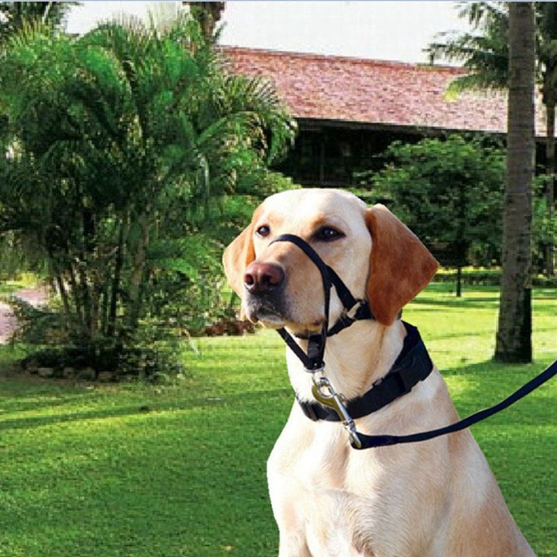 Soft Dog Head Collar, No Pull Training Tool for Small Medium Large Dogs on view 3