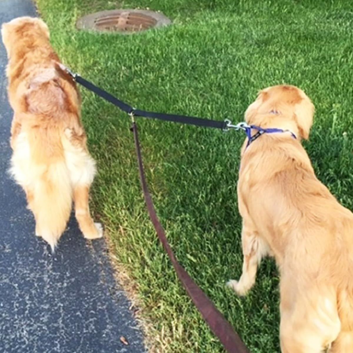 Double Dog Walker Leash, in Length, Head Tilt Adjustable, Tin Alloy Snaps view 4