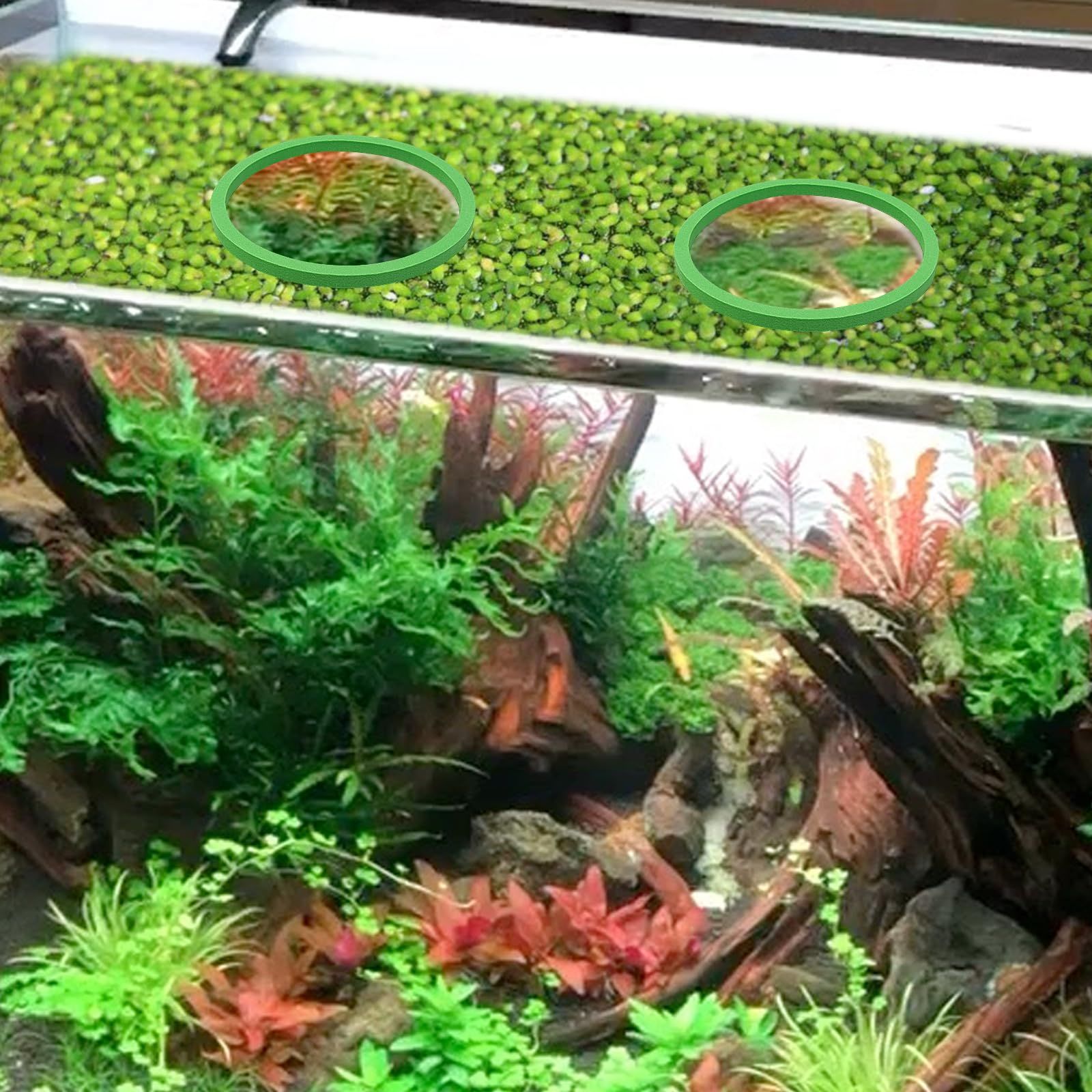 5Pcs Aquarium Floating Plant Rings and Fish Feeding Rings view 3