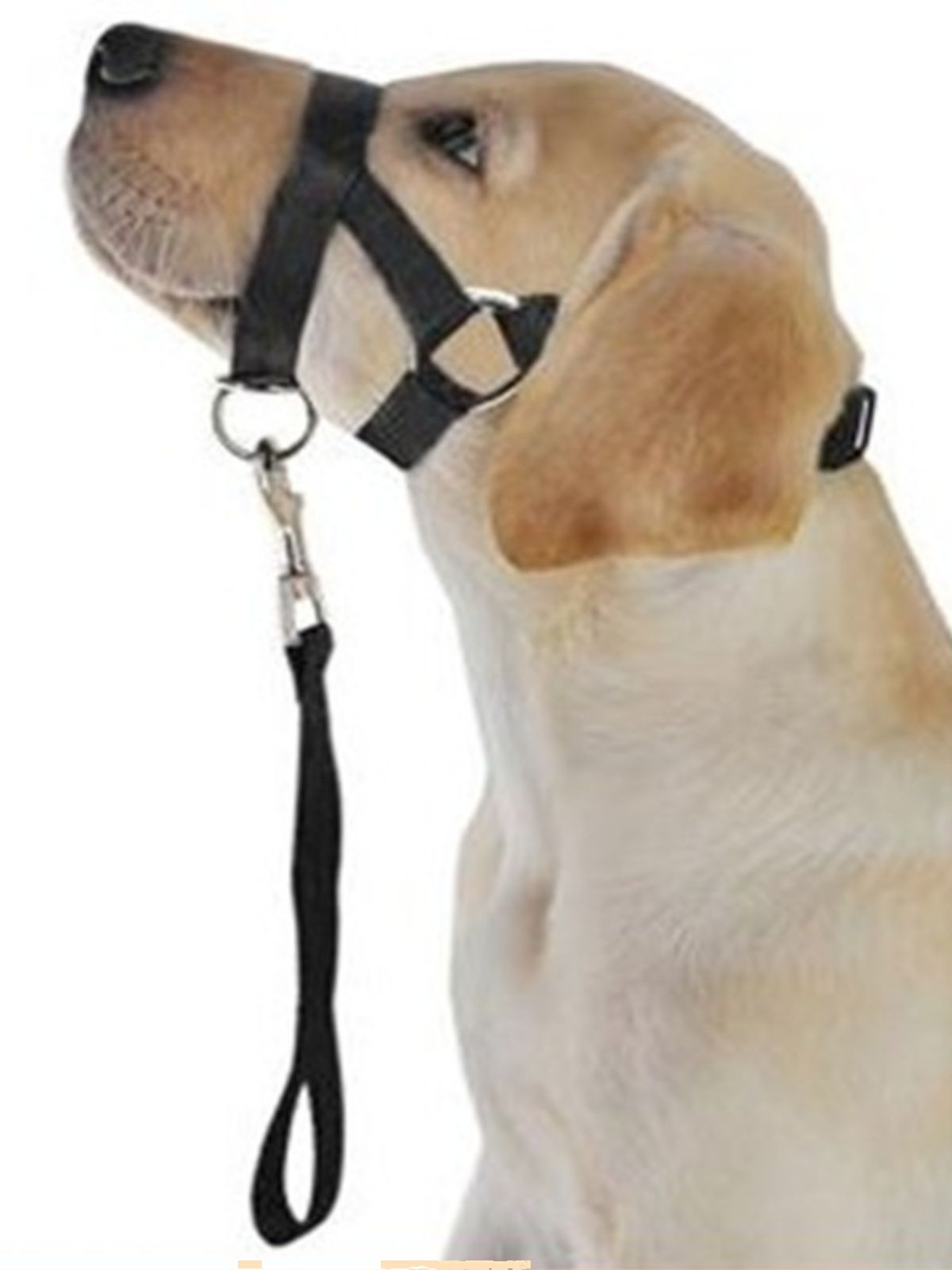 Soft Dog Head Collar, No Pull Training Tool for Small Medium Large Dogs on view 2