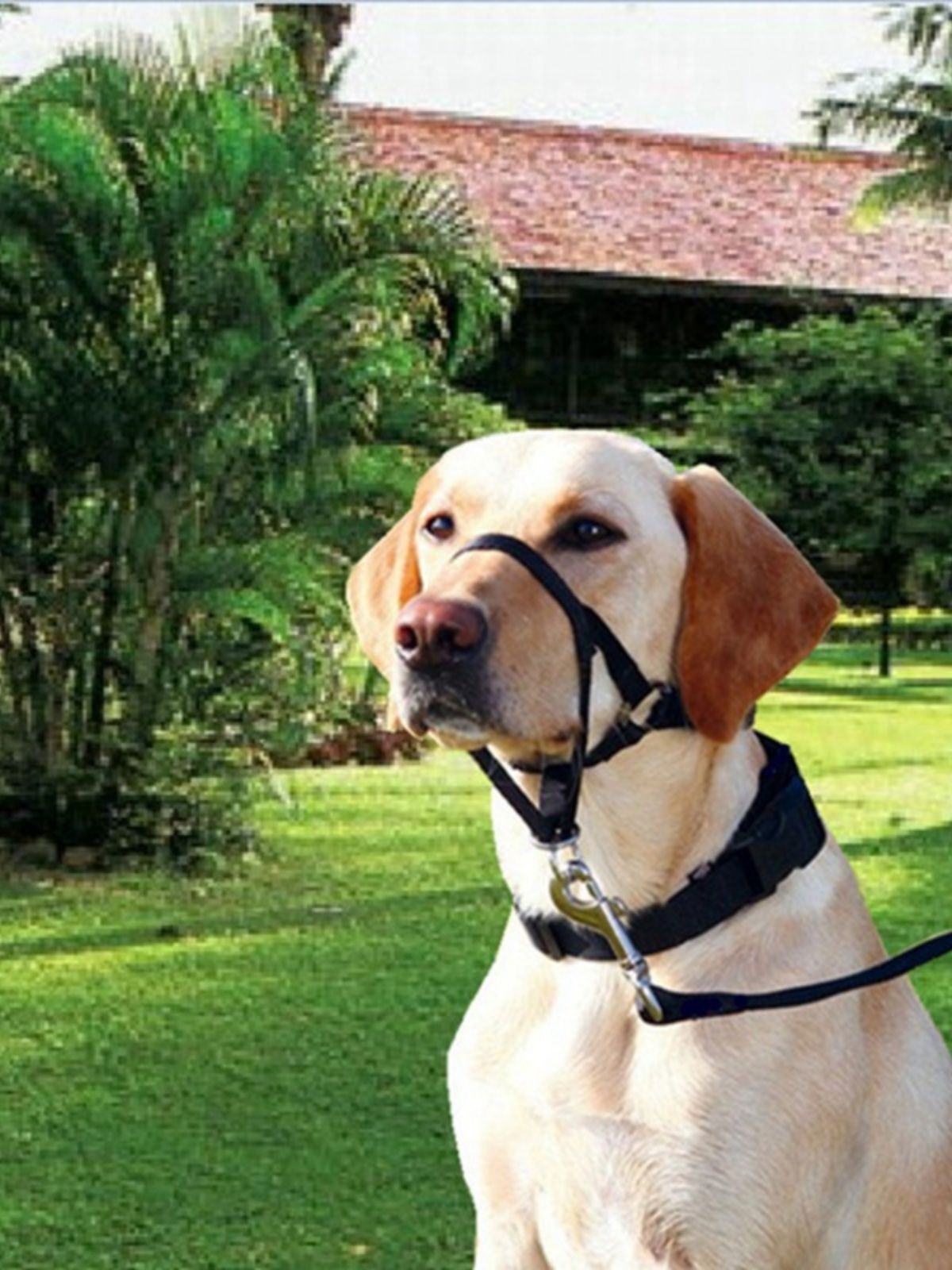 Soft Dog Head Collar, No Pull Training Tool for Small Medium Large Dogs on view 5
