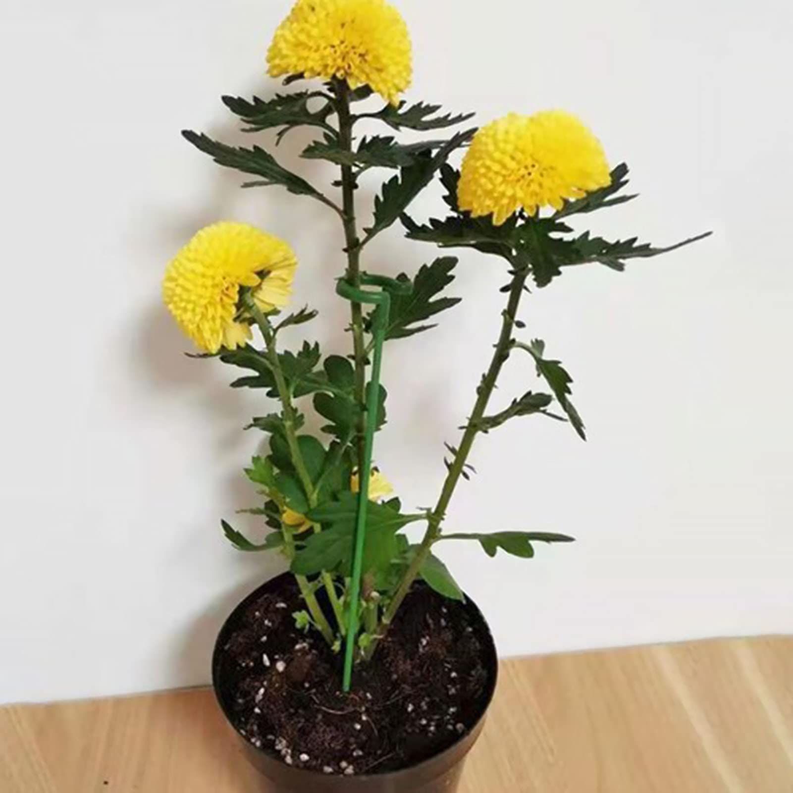 Plant Support Stakes, Single Stem Plant Support Stakes Steel Garden Stakes for view 5