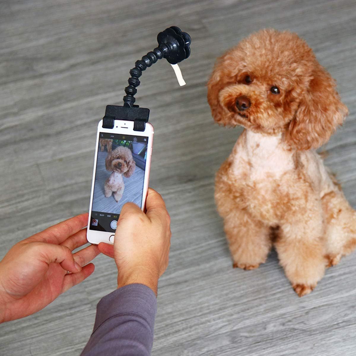 Pet Selfie Tool Phone Selfie Stick view 4