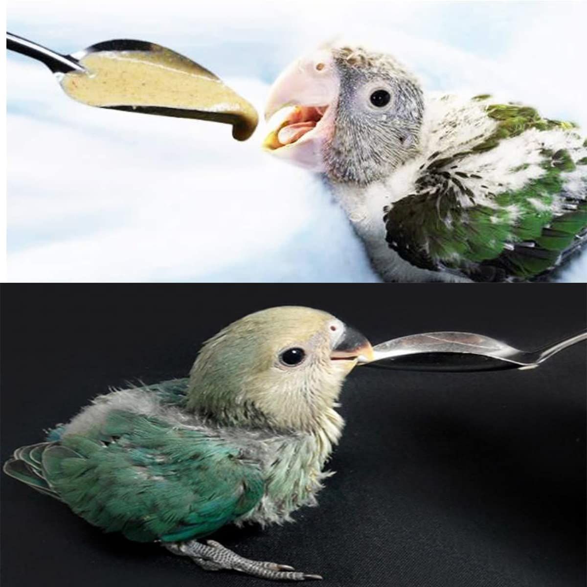 6 Pcs Pet Feeding Scoop Parrot Feeding Spoon Bird Feeding Tool Bird Feeding view 4