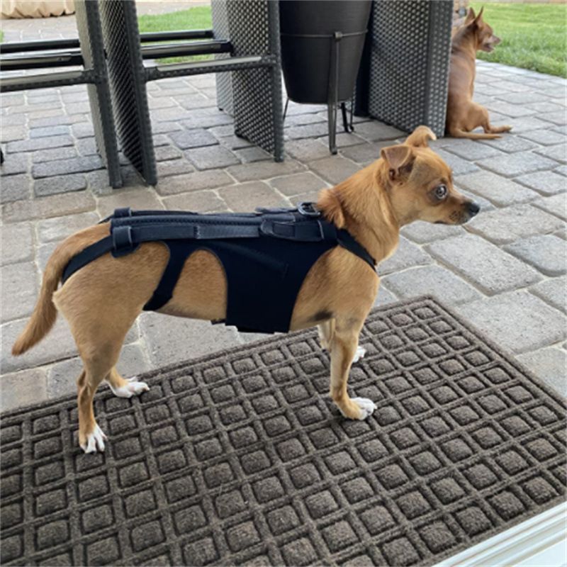 Adjustable Dog Back Bracer Support and Comfort for Your Furry Friend Flexible view 2