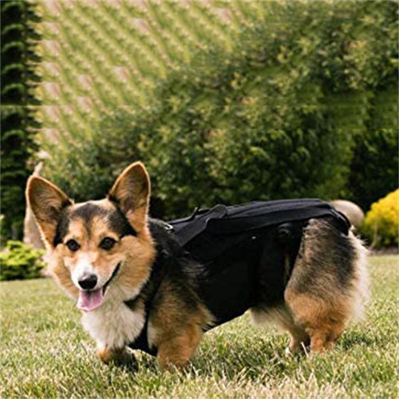 Adjustable Dog Back Bracer Support and Comfort for Your Furry Friend Flexible view 3