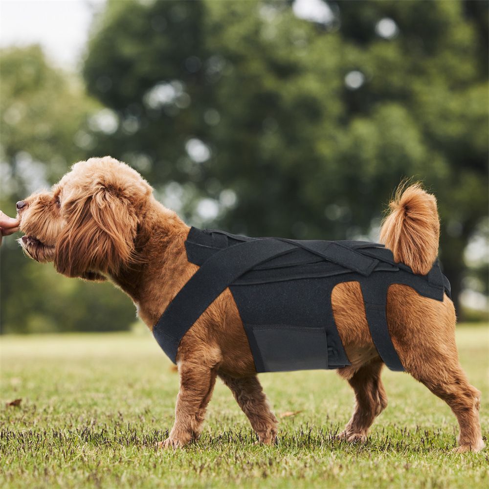 Adjustable Dog Back Bracer Support and Comfort for Your Furry Friend Flexible view 4