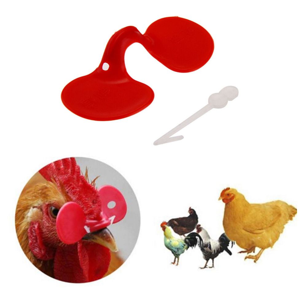 100Pcs Chicken Eye Glasses