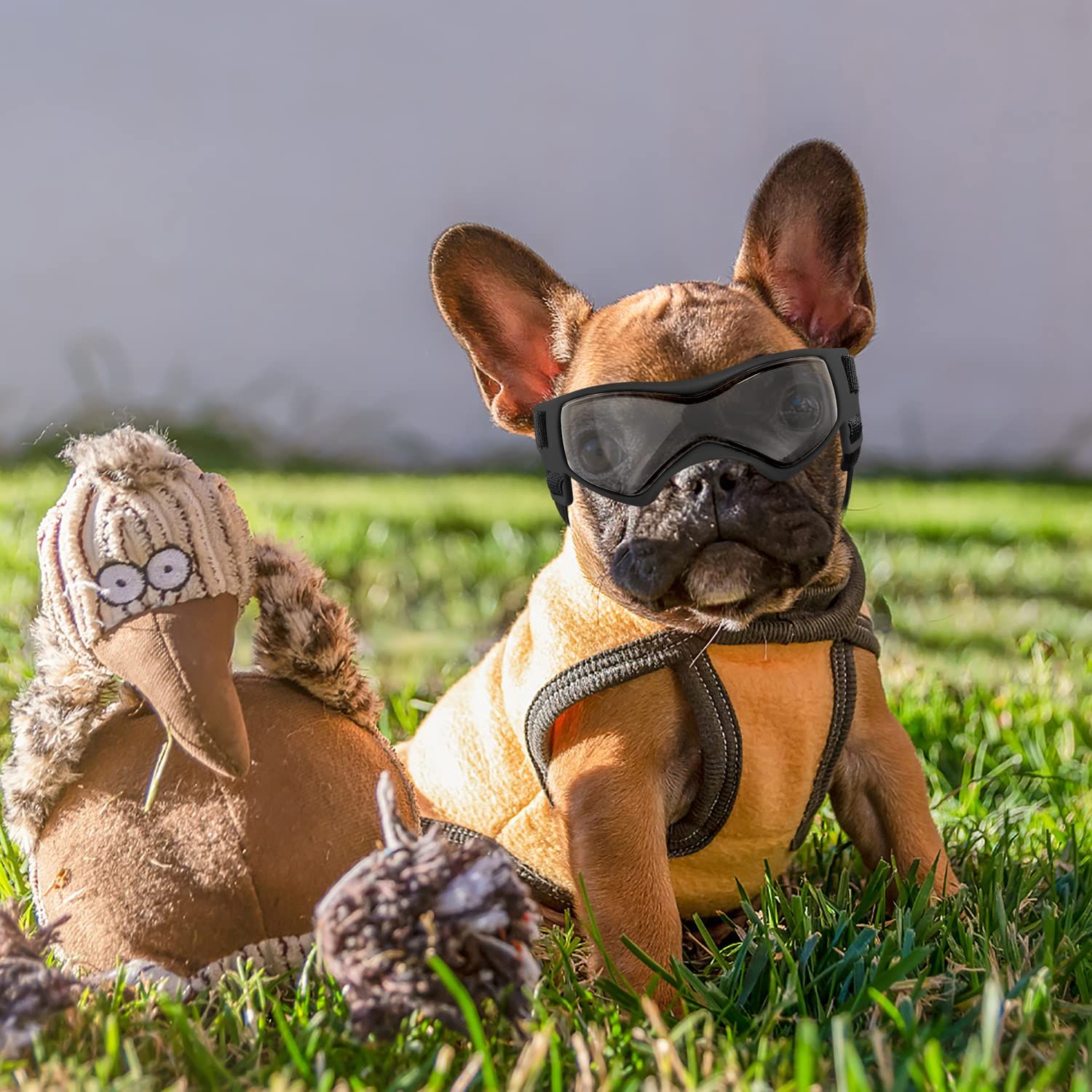 Dog Goggles UV Protection for Small to Medium Breed Dog view 3