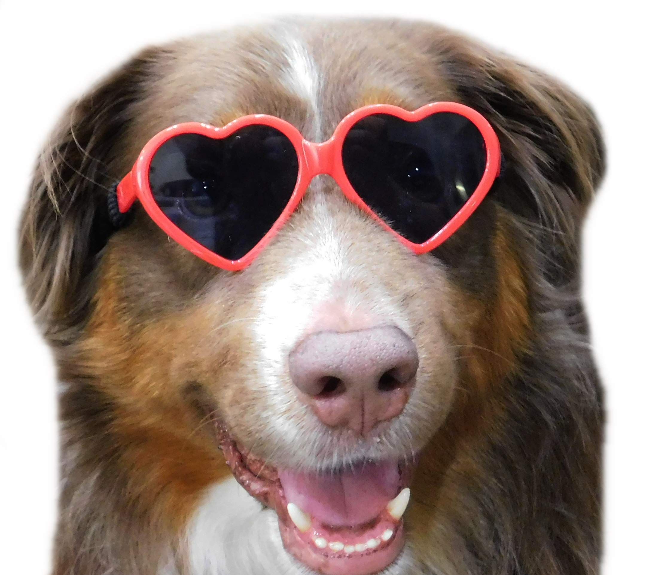 Dog Small Breed up to 15lbs Puppy Cat Pet Heart Tiny Sunglasses Photos Props