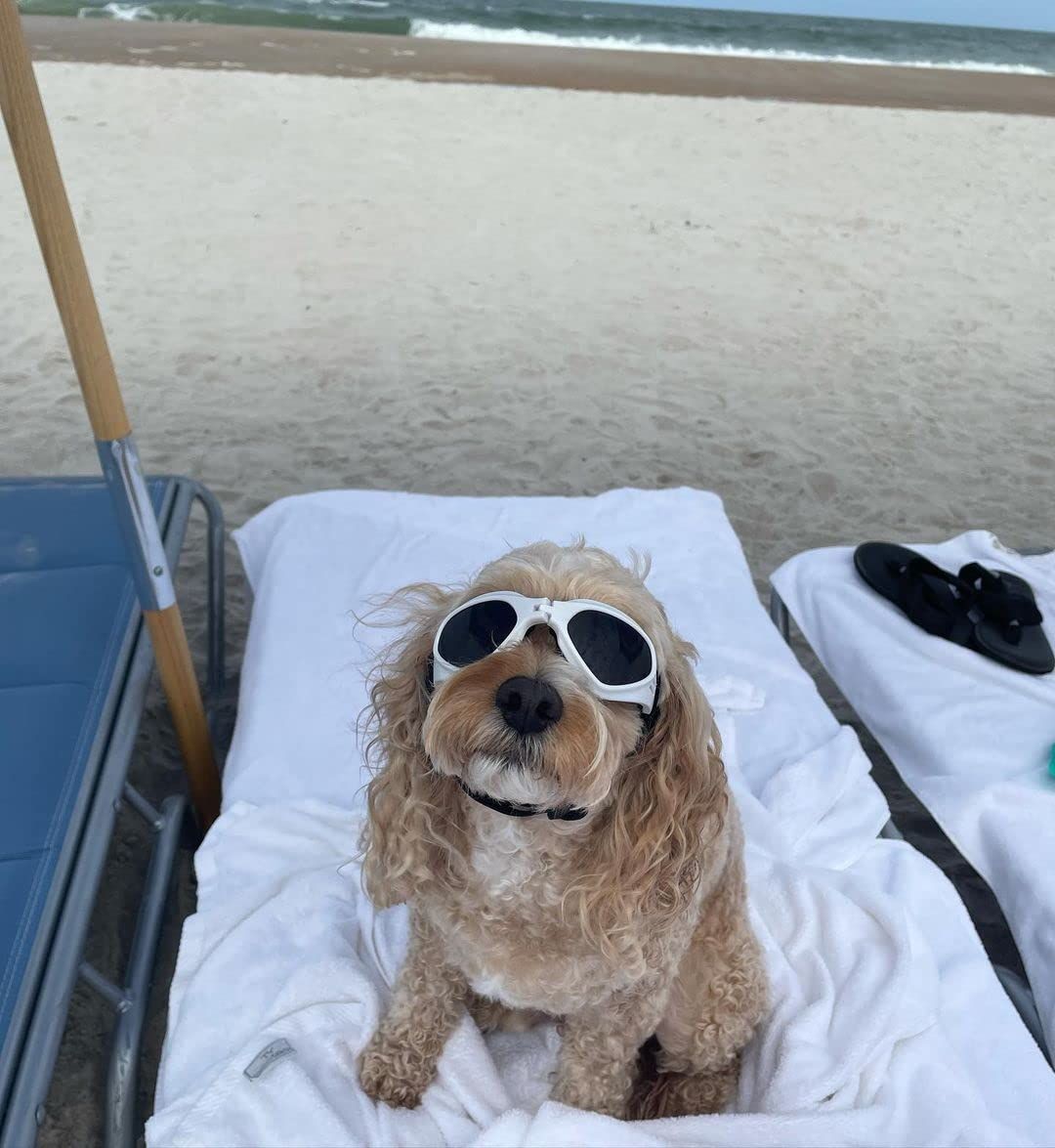 Small Dog Goggles Sun' UV Protection Puppy Goggles Windproof Small Pet view 2