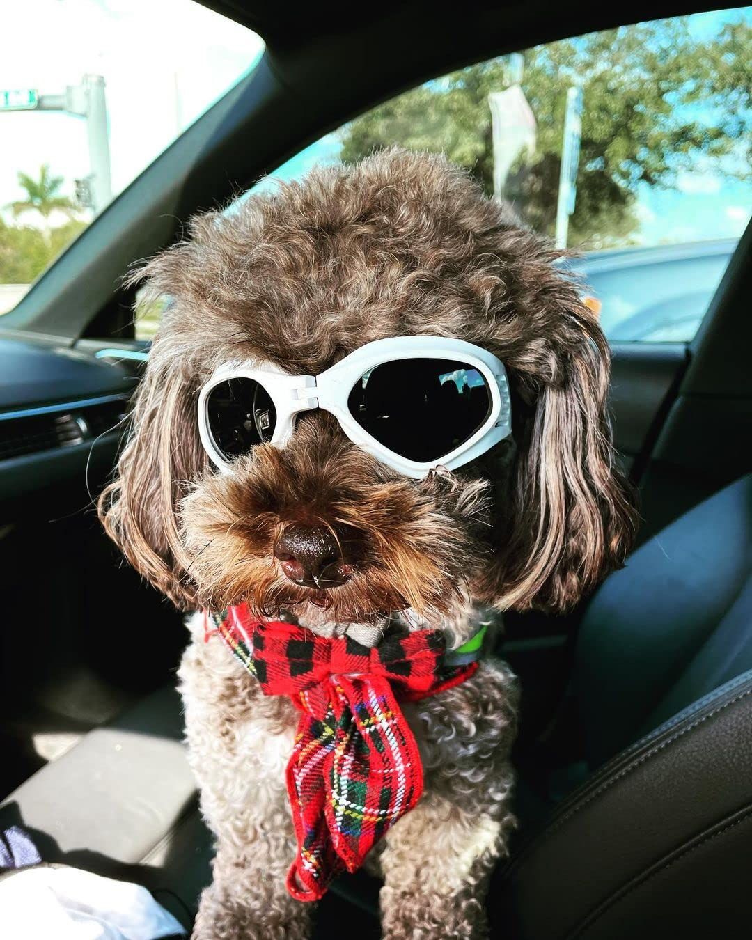 Small Dog Goggles Sun' UV Protection Puppy Goggles Windproof Small Pet view 4
