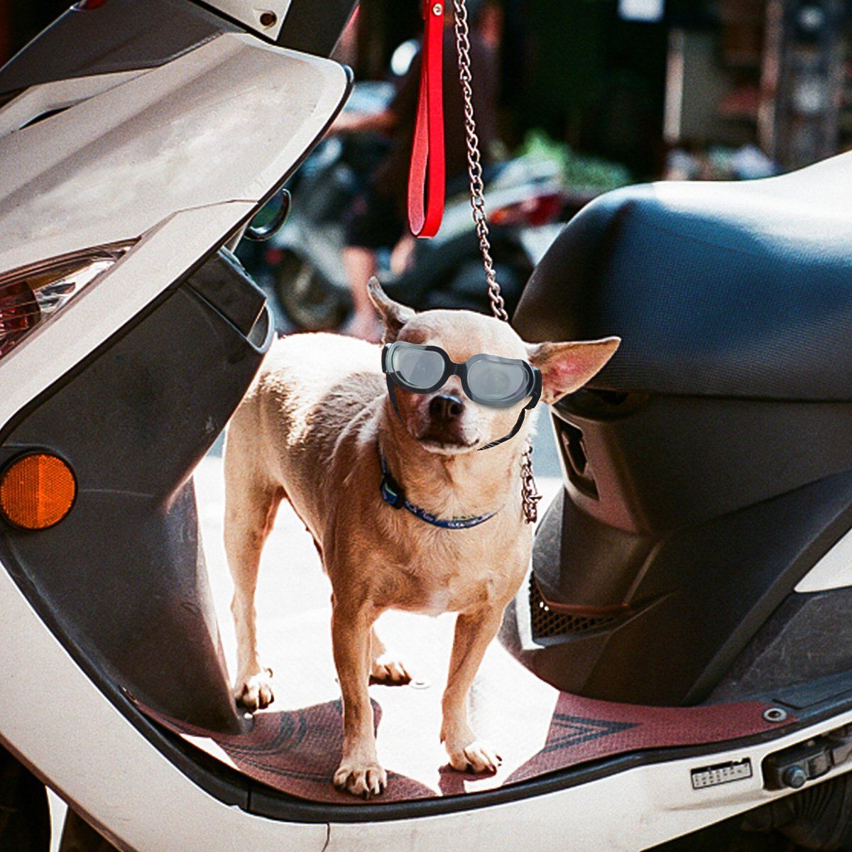 Dog Goggles Small Breed UV Lens Doggy Sunglasses for Small Dogs Eyes view 4