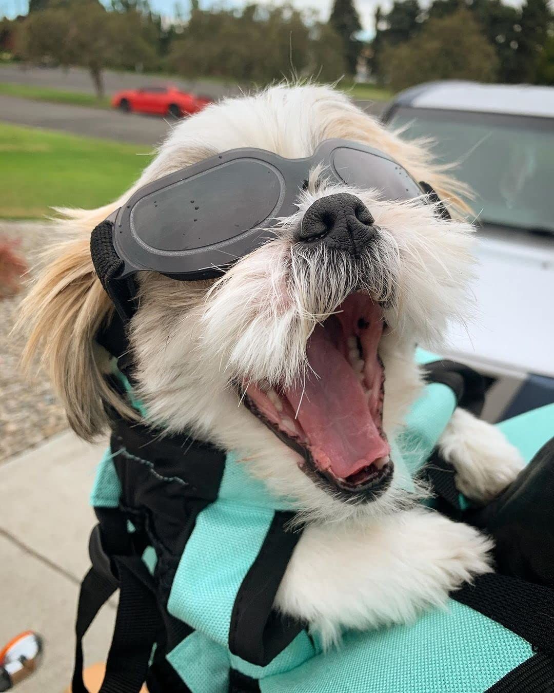 Dog Goggles Small Breed UV Lens Doggy Sunglasses for Small Dogs Eyes view 5