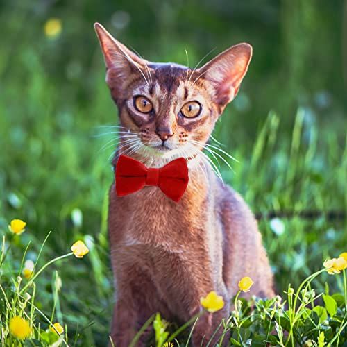 2 Pcs Velvet Cat Collar with Bell and Bowtie view 4