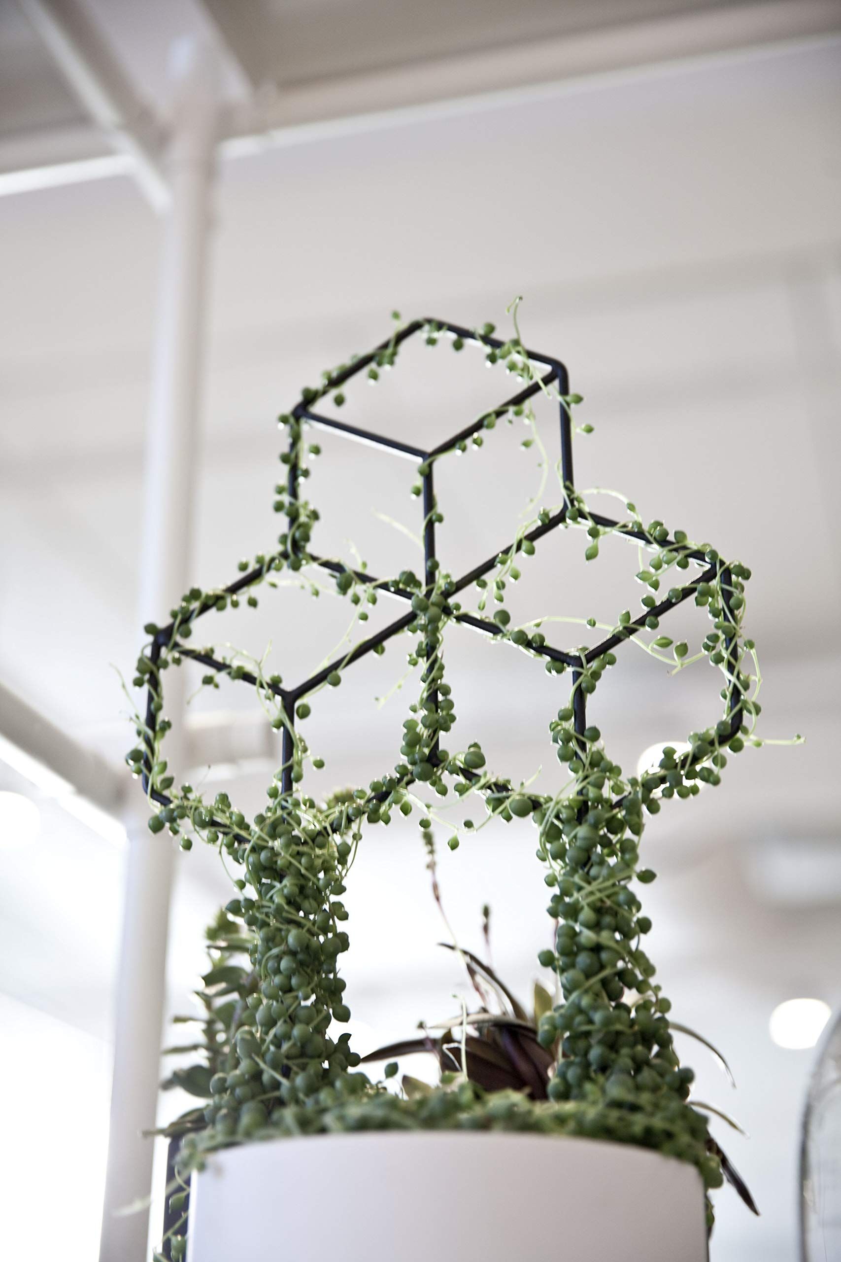 Metal Plant Trellis Indoor view 3