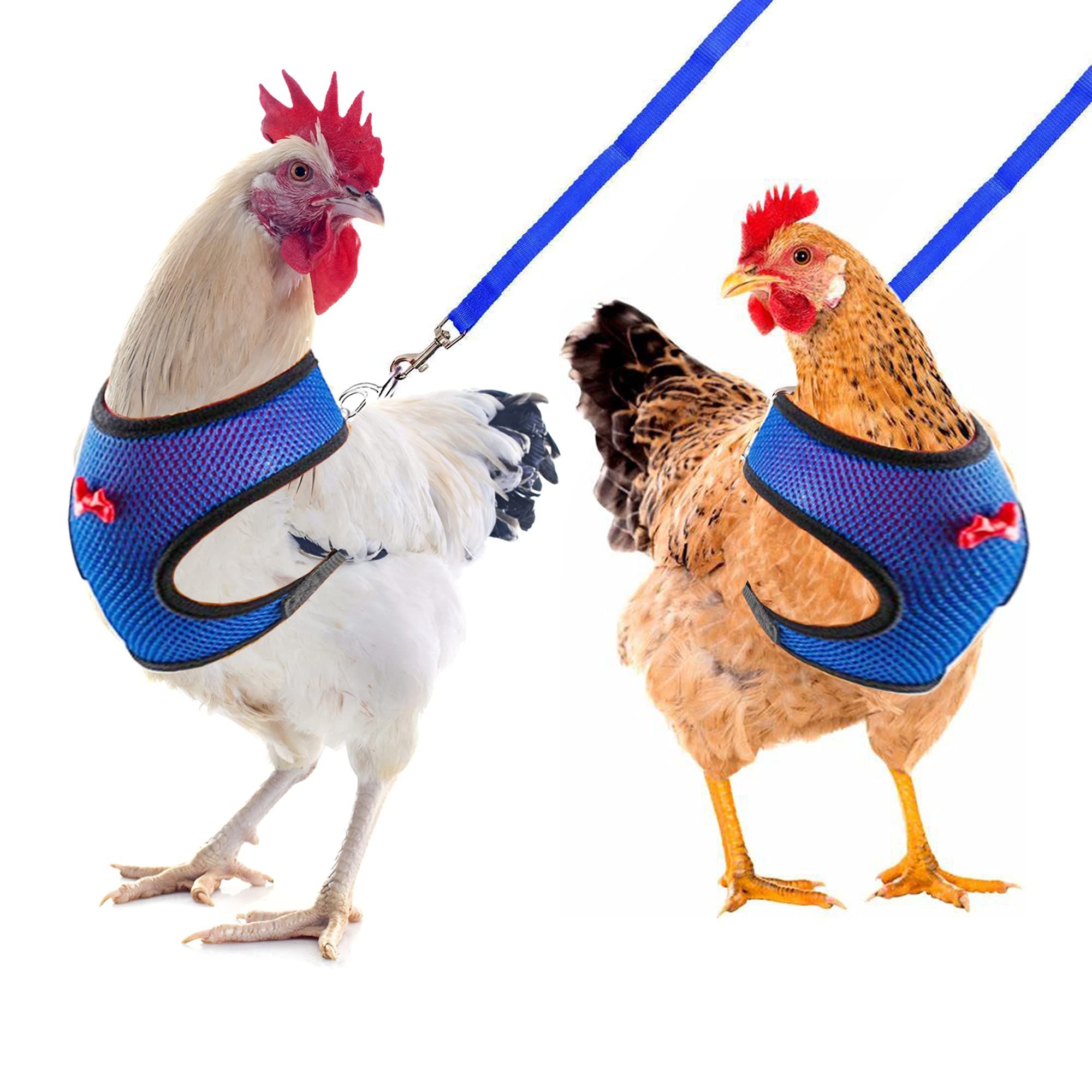 Chicken Harness and Leash