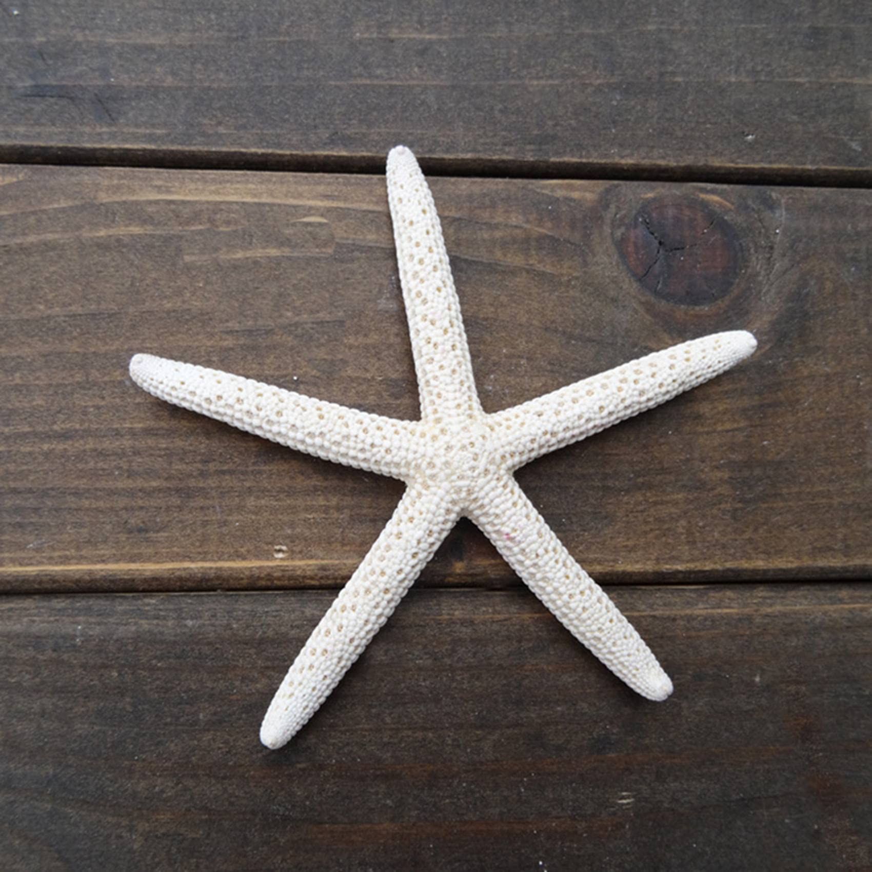 24PCS White Finger Starfish 7-10cm Decorative Five-Finger Starfish Natural view 5