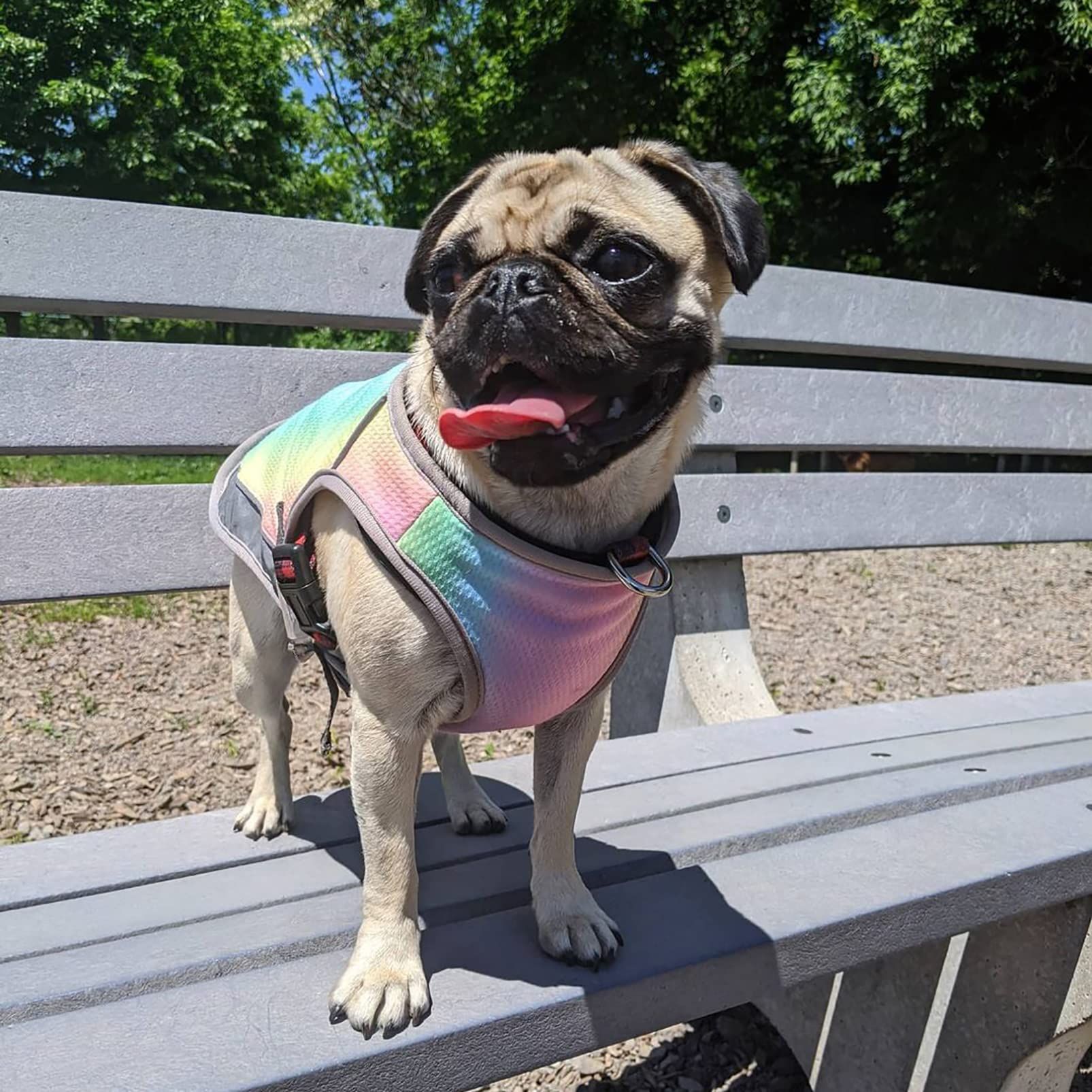 Dog Cooling Vest, Adjustable with Reflective Strip Pet Clothes, Anxiety Relief view 2