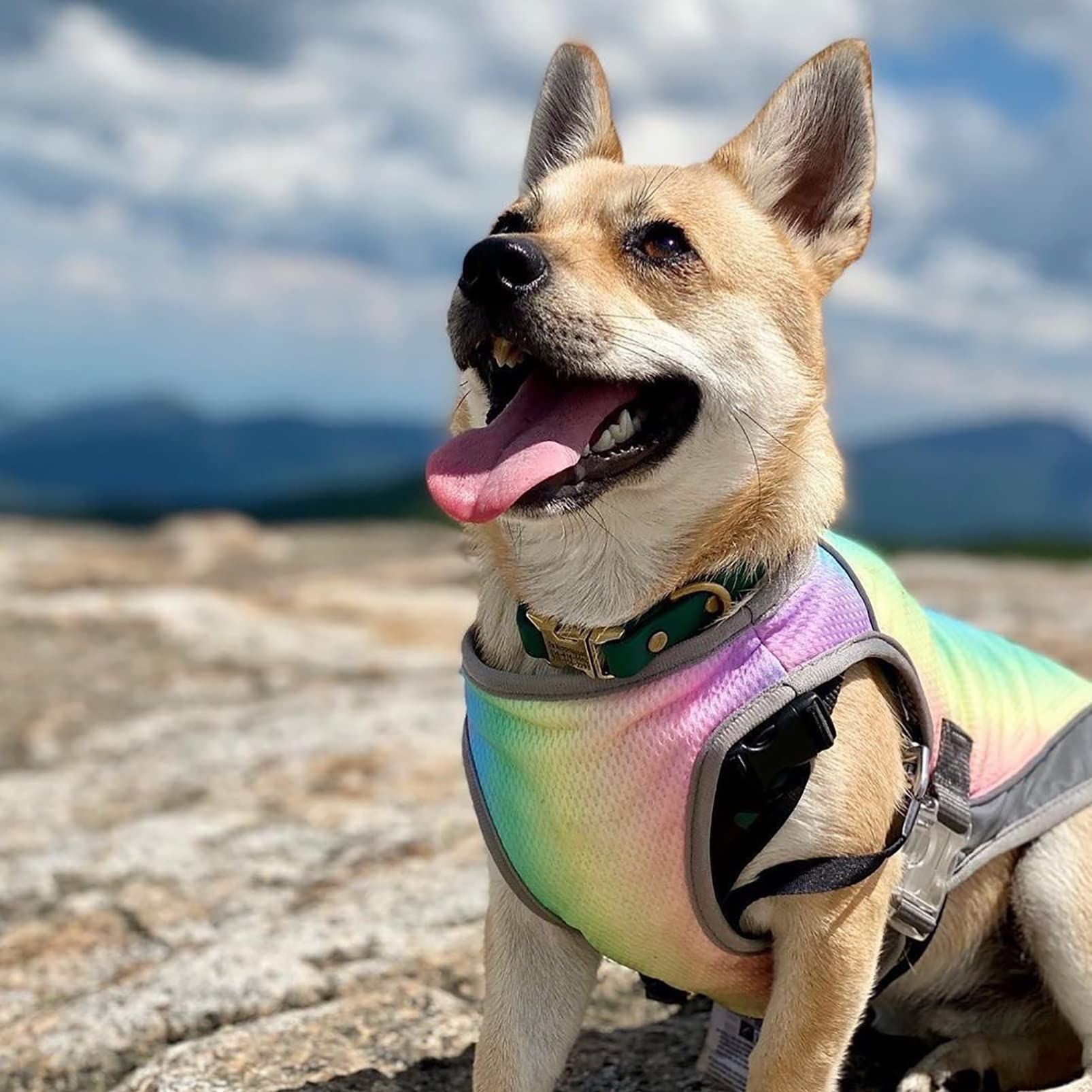 Dog Cooling Vest, Adjustable with Reflective Strip Pet Clothes, Anxiety Relief view 4