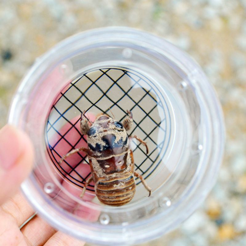 Insect Plastic Insects Box Transparent Magnifying Breathable Insect Collecting view 3