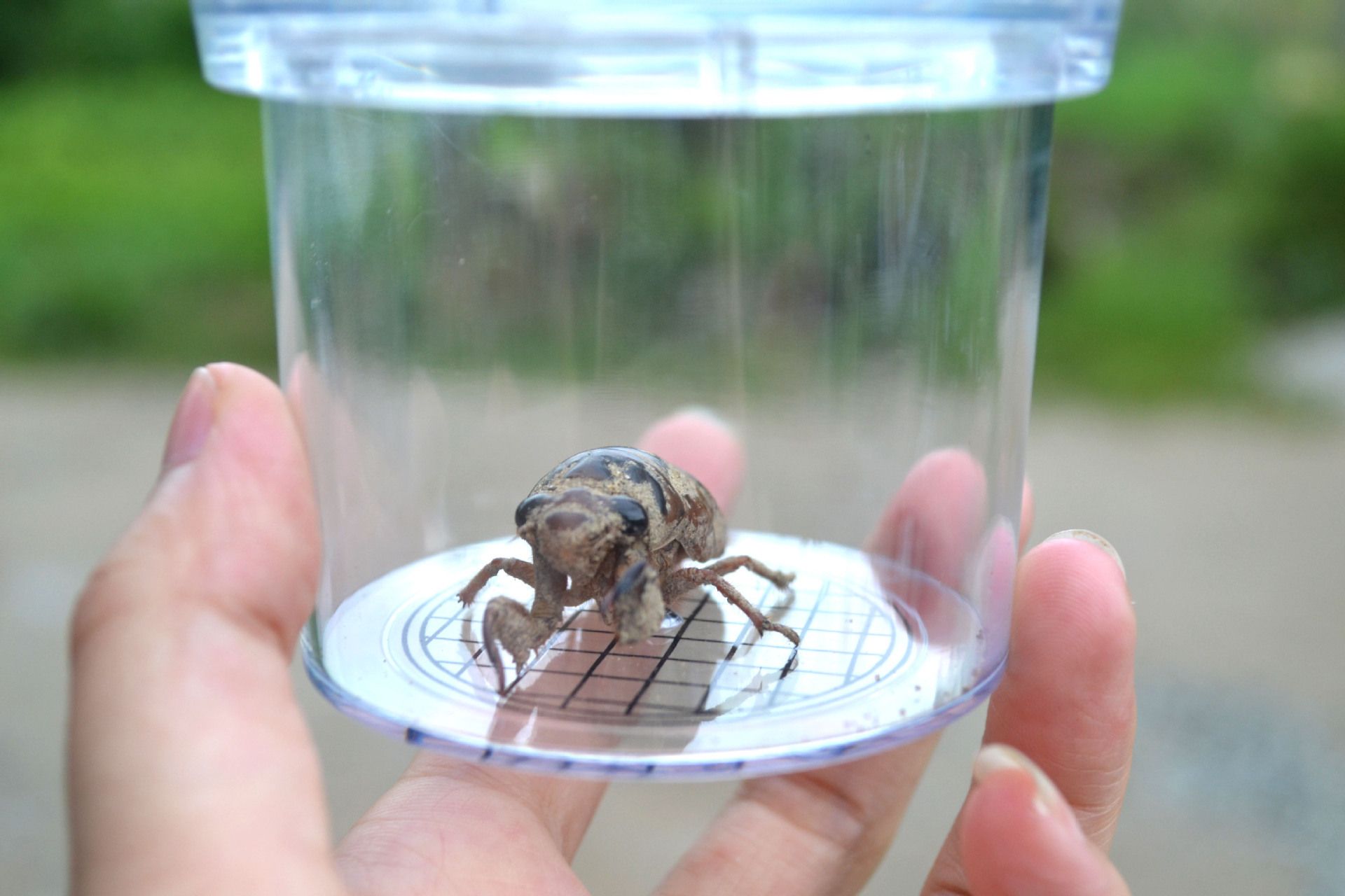 Insect Plastic Insects Box Transparent Magnifying Breathable Insect Collecting view 5