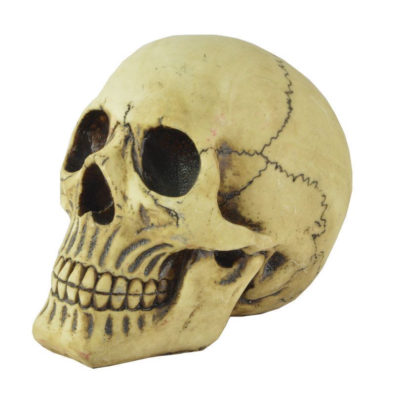 Resin Skull Head Model Simulation Skeleton Head Medical Skull Art Copy for view 2