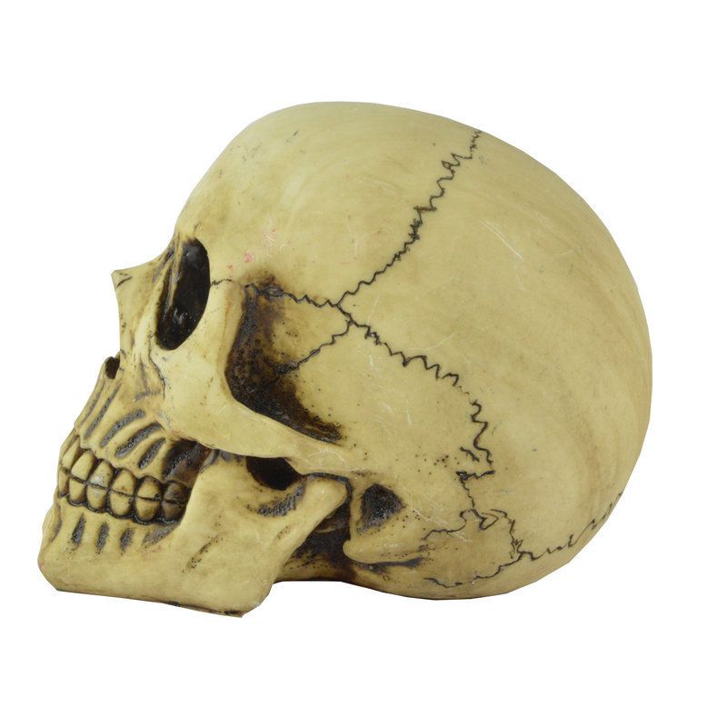 Resin Skull Head Model Simulation Skeleton Head Medical Skull Art Copy for view 3