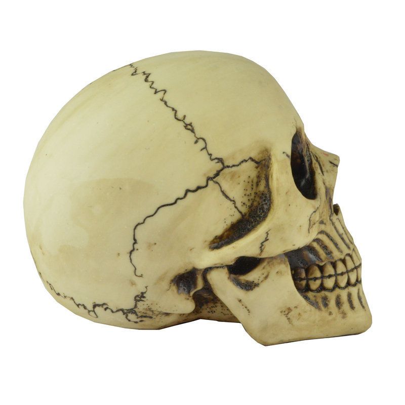 Resin Skull Head Model Simulation Skeleton Head Medical Skull Art Copy for view 4