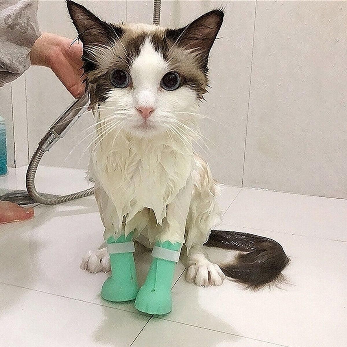 4pcs Cat Bathing Grooming Anti-Scratch Silicone Pet Socks for Bathing Feeding view 6
