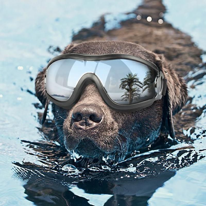 Fashion Pet Dog Doggles Goggles Uv Sunglasses Sun Glasses Eye Wear Protection view 5