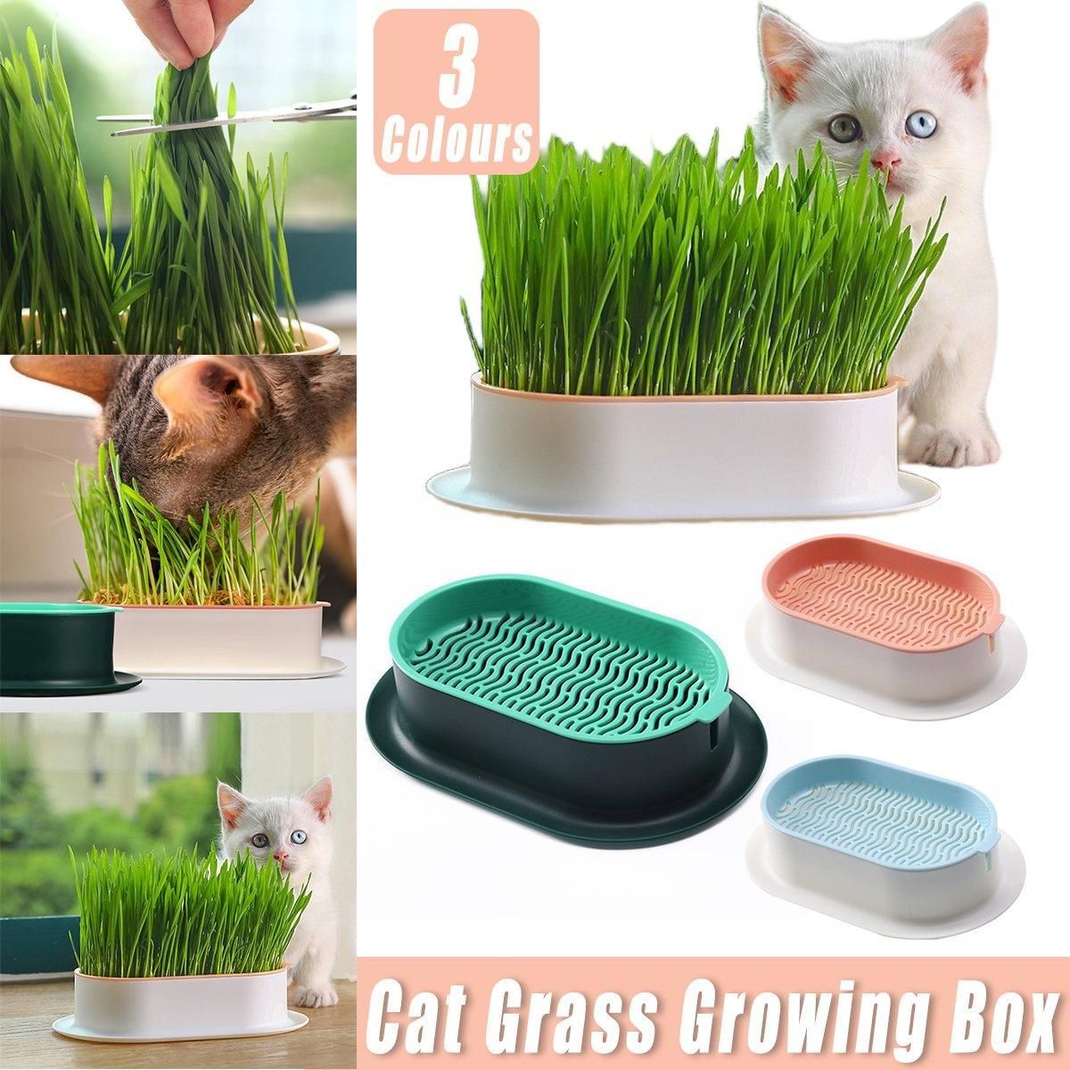 Catnip Hydroponic Box with Cat Snacks Growing Kit for Cats Fresh Catnip Bowl view 2
