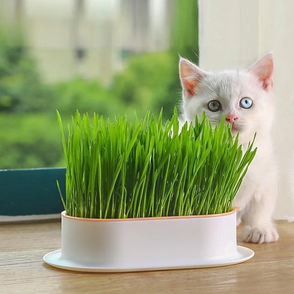 Catnip Hydroponic Box with Cat Snacks Growing Kit for Cats Fresh Catnip Bowl view 9