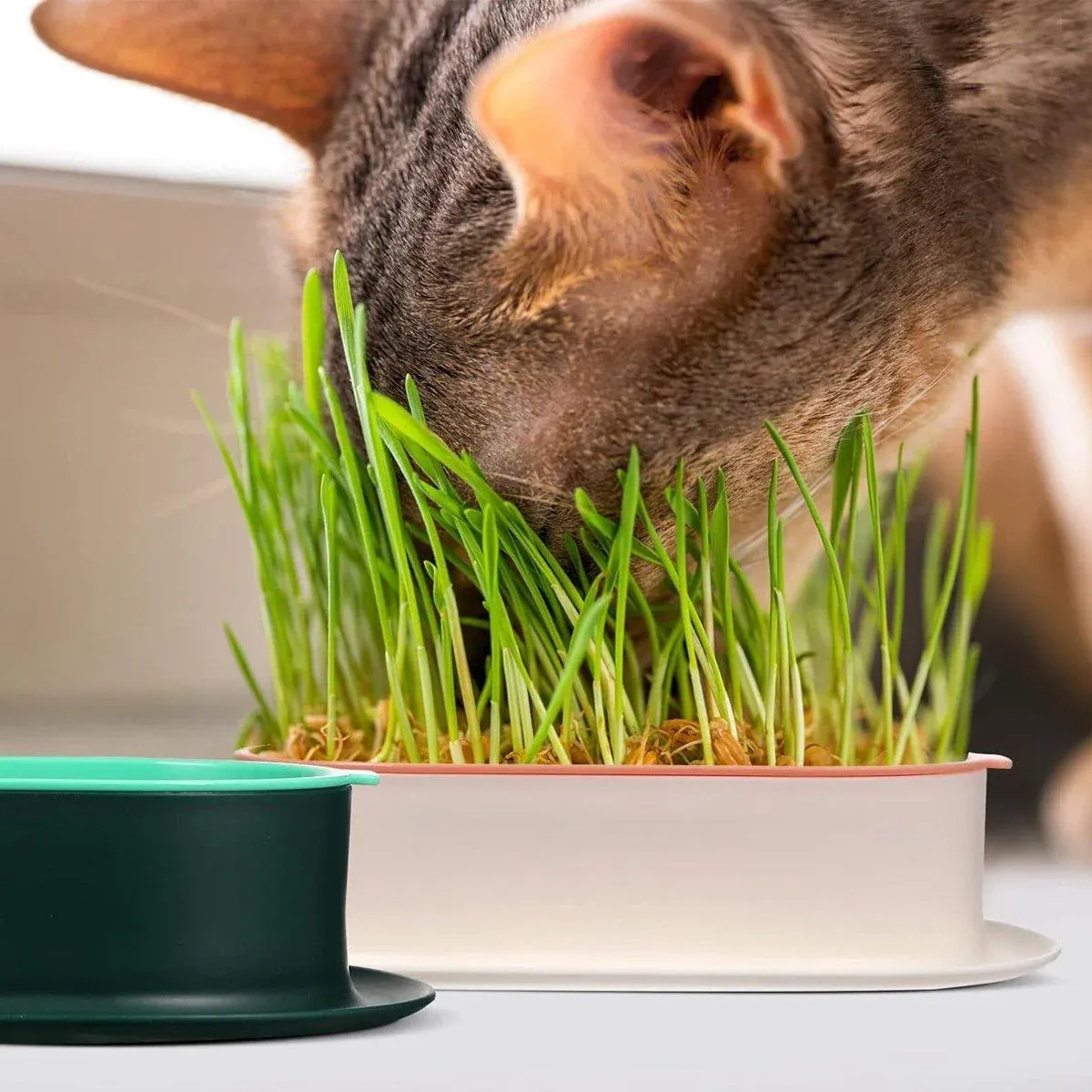 Catnip Hydroponic Box with Cat Snacks Growing Kit for Cats Fresh Catnip Bowl view 10
