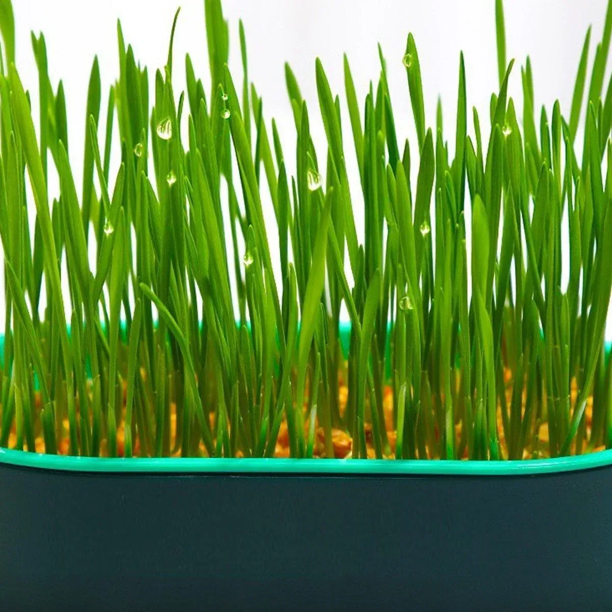 Catnip Hydroponic Box with Cat Snacks Growing Kit for Cats Fresh Catnip Bowl view 11
