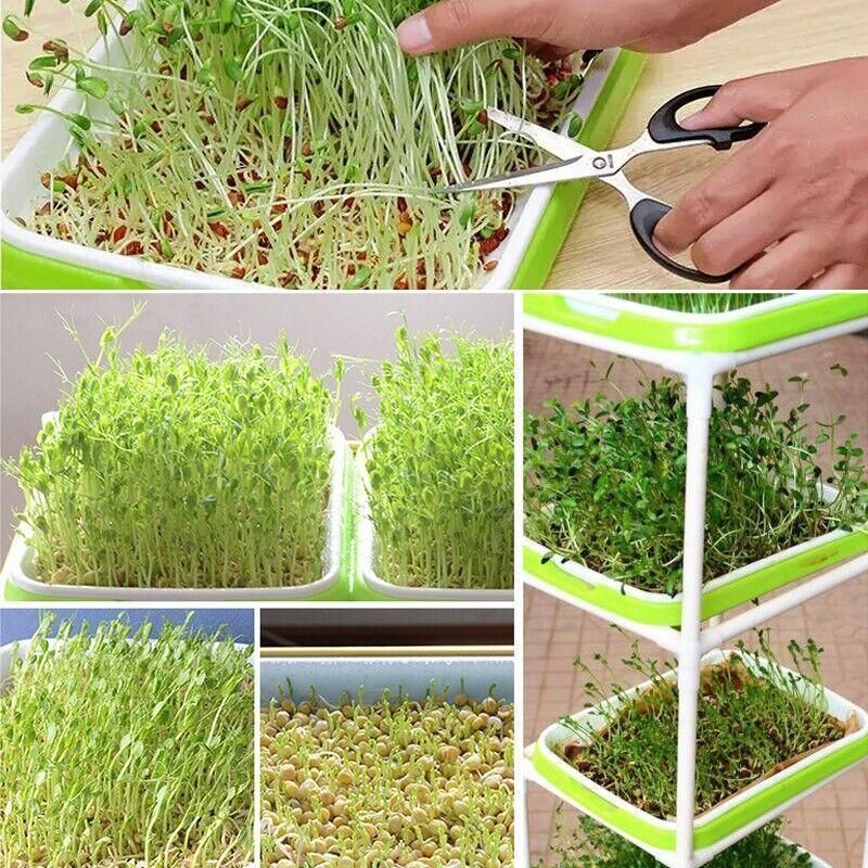 Double Layer Microgreens Tray for Hydroponic Seeding Germination Wheatgrass view 3