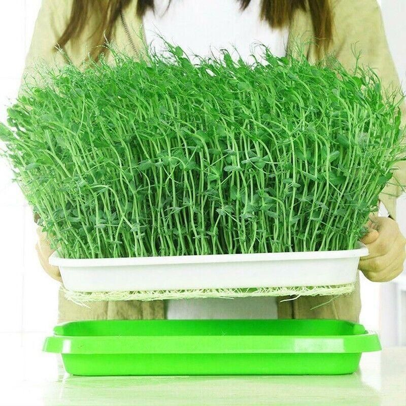 Double Layer Microgreens Tray for Hydroponic Seeding Germination Wheatgrass view 7