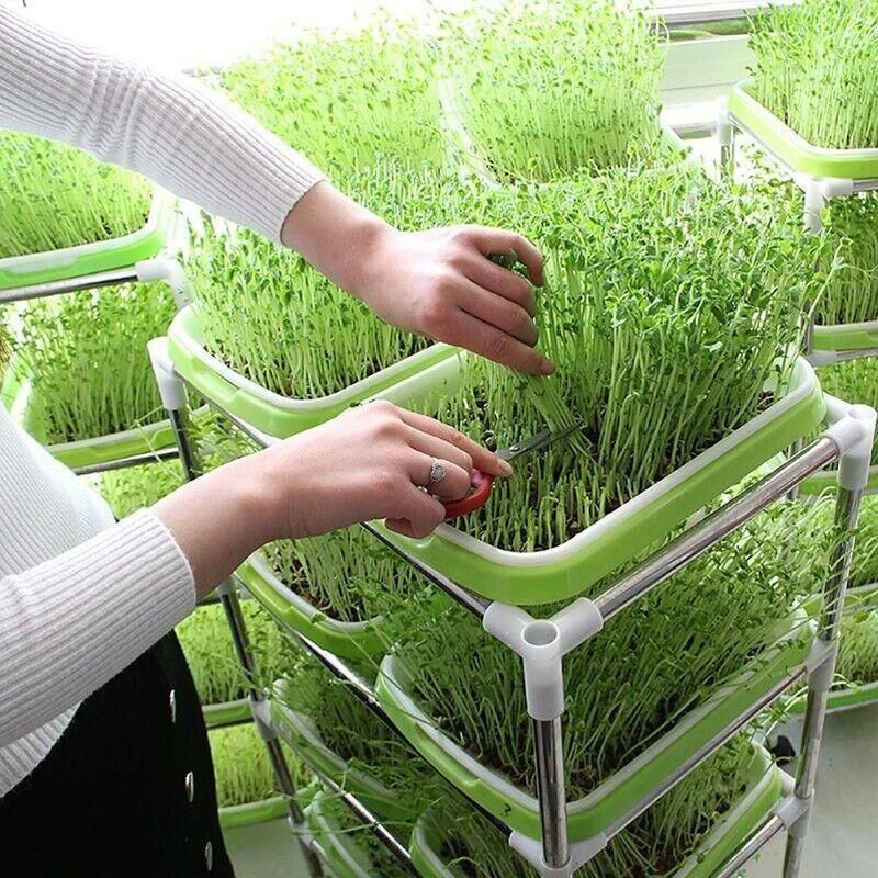 Double Layer Microgreens Tray for Hydroponic Seeding Germination Wheatgrass view 8