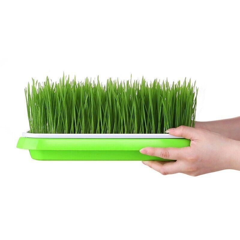 Double Layer Microgreens Tray for Hydroponic Seeding Germination Wheatgrass view 11