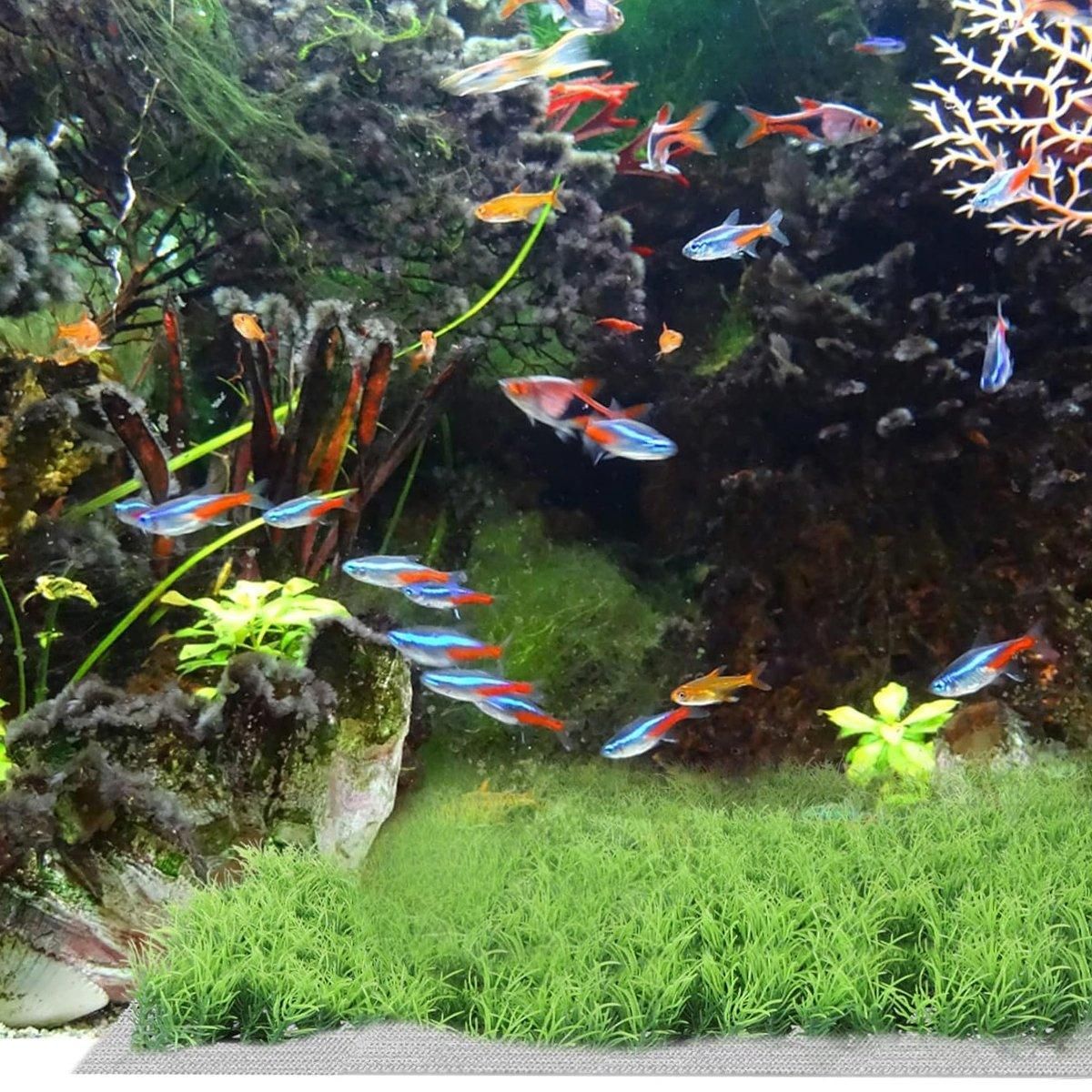 10pcs Stainless Steel Wire Mesh for Water Plants Fish Tank Aquarium Decoration view 11