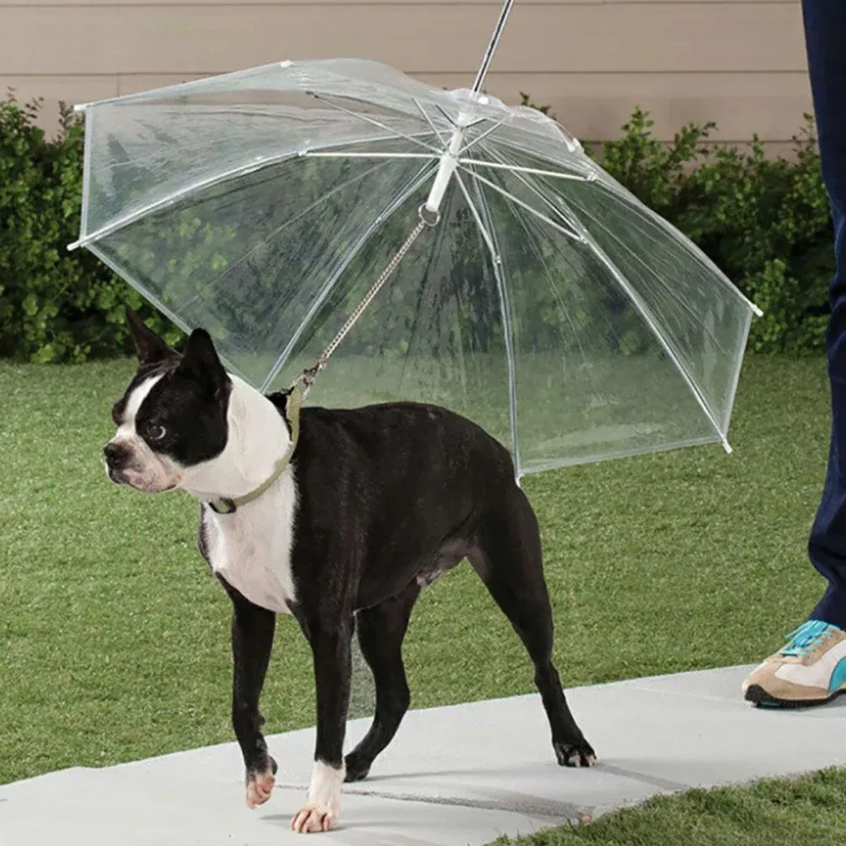 Pet Dog Transparent Umbrella 30 inch Diameter With Dog Leash For Rain Walking view 12