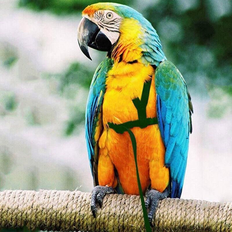 M Pet Parrot Bird Harness Lead Leash Flying Training Rope Cockatiel Outdoor - Red view 10