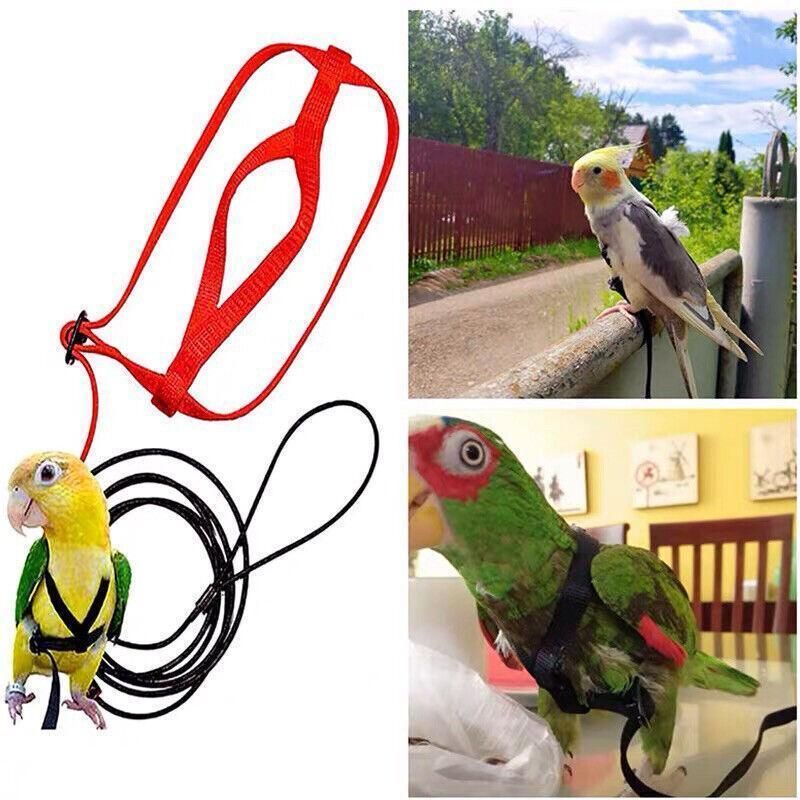 M Pet Parrot Bird Harness Lead Leash Flying Training Rope Cockatiel Outdoor - Red view 11