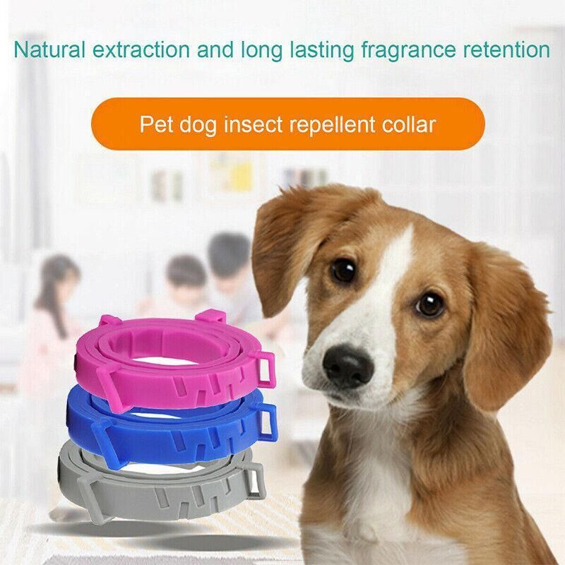 Short Adjustable Pet Anti Flea Tick Neck Collar For Dog Cat Kitten 8 Months view 6